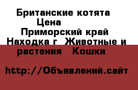 Британские котята › Цена ­ 4 000 - Приморский край, Находка г. Животные и растения » Кошки   